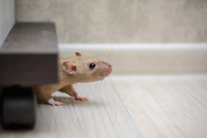 Dératisation : Rats
